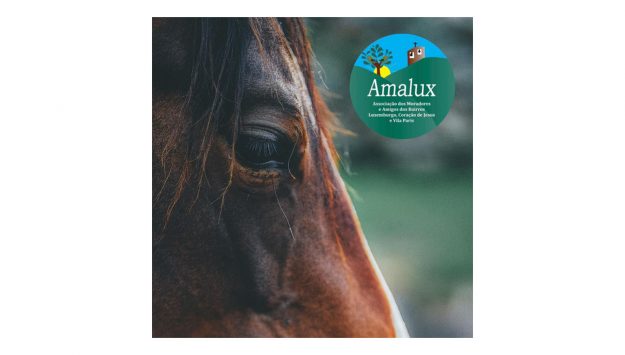 proteção de animais em BH